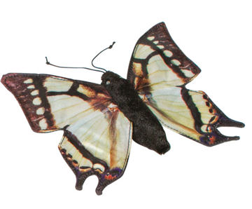 FG7241 - Butterfly / Swallowtail - Finger Puppet