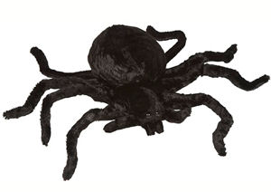 spider